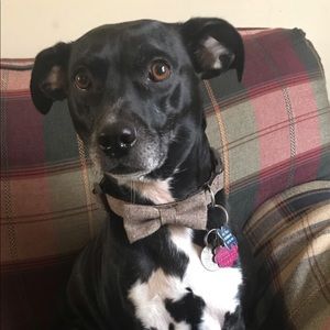 Meet your Posher, Thomas